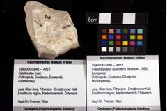 Foto (Objket + Etiketten) von Cracensigillatus acutirostris (Moericke, 1889) 